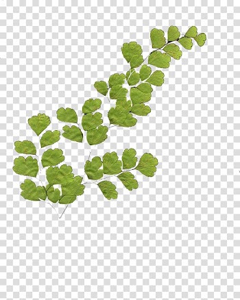 Leaf vegetable Green Plant stem Branching, Leaf transparent background PNG clipart