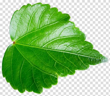 Leaf vegetable ハイビスカス Herb Asakawa, web ui transparent background PNG clipart