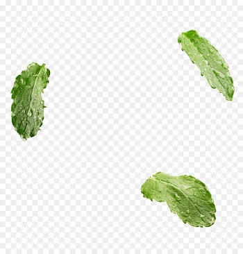 Leaf vegetable Herb - Mint 