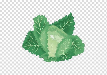 Leaf vegetable Organic food Cabbage, Jade Cabbage transparent background PNG clipart