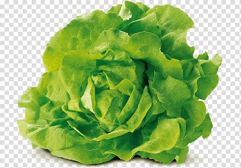 Leaf vegetable Romaine lettuce Food Red leaf lettuce, cabbage transparent background PNG clipart