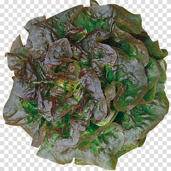 Leaf vegetable Seed Lettuce Organic food, vegetable transparent background PNG clipart