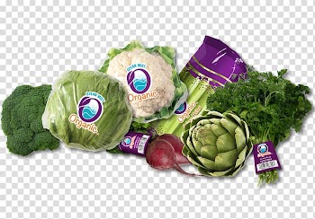 Leaf vegetable Tortoise, vegetable transparent background PNG clipart