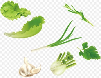 Leaf vegetable u7dd1u9ec4u8272u91ceu83dc Salad - Vector green vegetables lettuce parsley garlic 