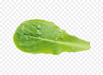 Leaf vegetable Vinaigrette Lettuce Salade - salade 