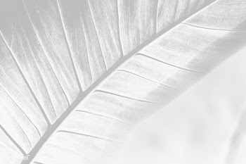 Leaf vein macro shot background design element | Free  transparent png - 2350237