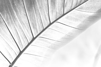 Leaf vein macro shot background | Free  illustration - 2348066