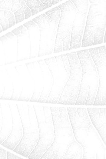 Leaf vein macro shot background | Free  illustration - 2348241