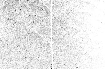 Leaf vein macro shot background | Free  illustration - 2348280
