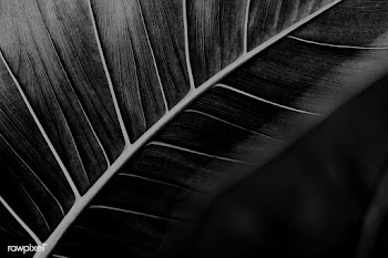 Leaf vein macro shot background | Free  illustration - 2350214