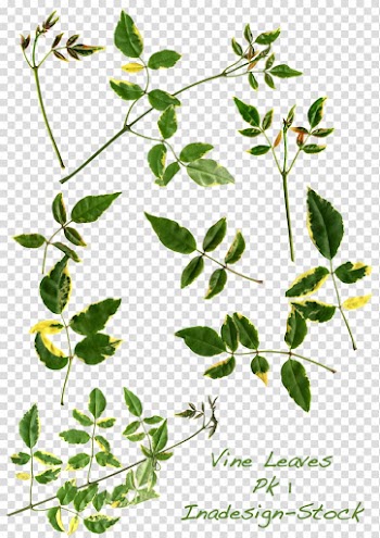 Leaf Vine Plant stem , Flower vine transparent background PNG clipart