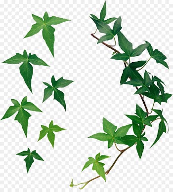 Leaf - vines 