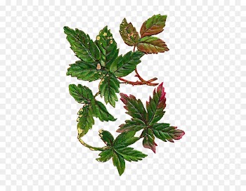 Leaf Vintage Antique Clip art - botanical 