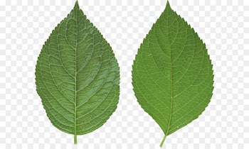 Leaf Wallpaper - Green leaf PNG 