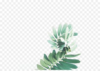 Leaf Watercolor painting Arecaceae - Watercolor Leaves 