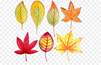 Leaf Watercolor painting Autumn - Vector watercolor leaves 