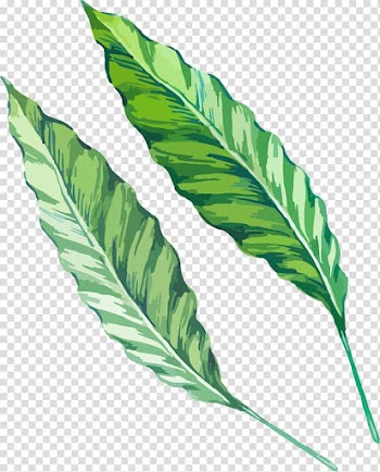 Leaf Watercolor painting Drawing Green, Leaf transparent background PNG clipart