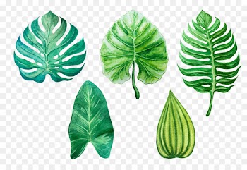 Leaf Watercolor painting Drawing - watercolor leaves 