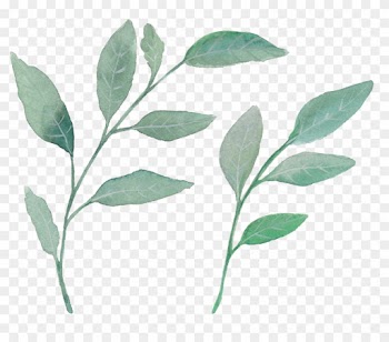 Leaf Watercolor Painting Plant - Alaboudi 50 New High Quality 5 Gram Clear Cosmetic