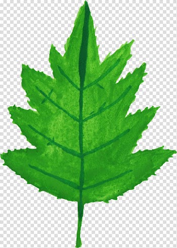 Leaf Watercolor painting Plant stem, Leaf Watercolor transparent background PNG clipart