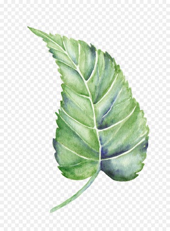 Leaf Watercolor painting Shape - Plant leaves 