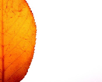 leaf_with_copyspace.jpg
