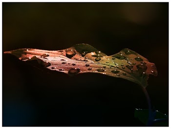 Leaf With Water Drops