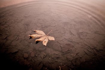          Leaf With Water Ripple Free Photo     