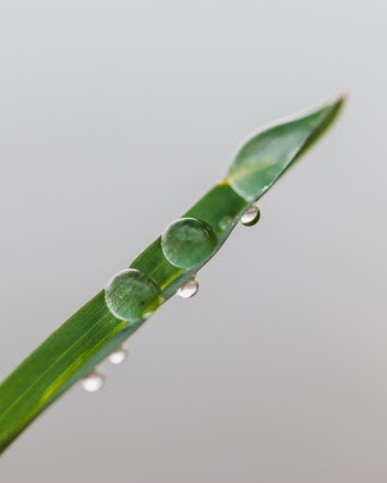 Leaf with Waterdrops