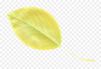 leaf yellow green plant anthurium