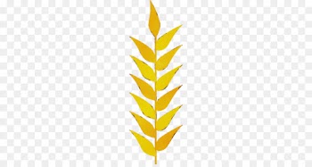 leaf yellow plant grass family vascular plant