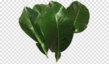 Leaf Yuja-cha Pomelo Grapefruit Orange, Grapefruit leaf material transparent background PNG clipart