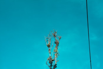 Leafed-tree