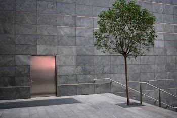 leafed tree near door