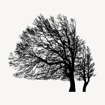 Leafless beech tree silhouette clipart, | Free Photo - rawpixel