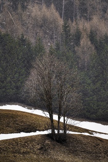 Leafless Tree
