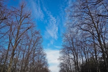 Leafless Tree