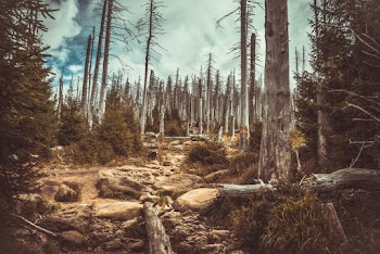 Leafless Tree in Forest