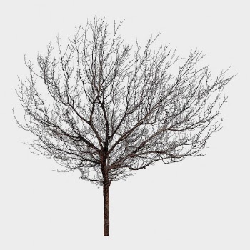 Leafless tree isolated on white, | Free Photo - rawpixel