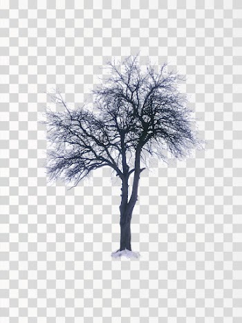Leafless Tree on Snow PNG transparent background - Author @alice1 / Pexels