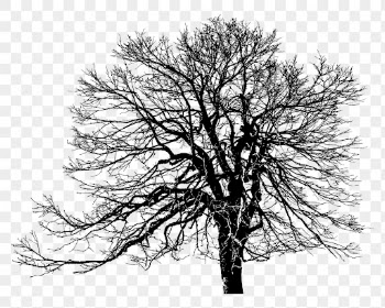 Leafless tree png sticker botanical | Free PNG - rawpixel