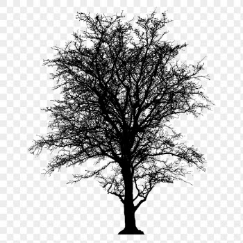 Leafless tree png sticker nature | Free PNG - rawpixel