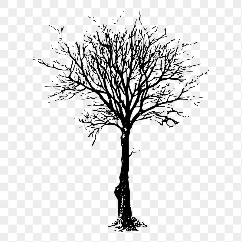 Leafless tree png sticker nature | Free PNG - rawpixel