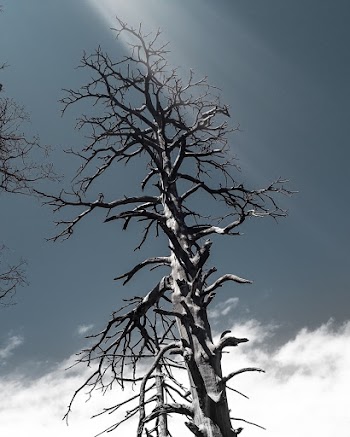 Leafless Tree Under Gray Sky