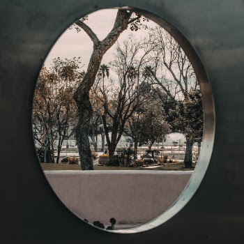 Leafless Trees at Park