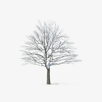 Leafless Trees, Bare, Tree, Winter PNG Image and Clipart for Free ...