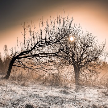 Leafless Trees During Golden Hour