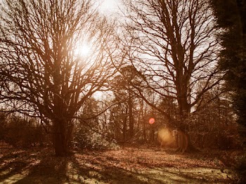 Leafless Trees in Woods