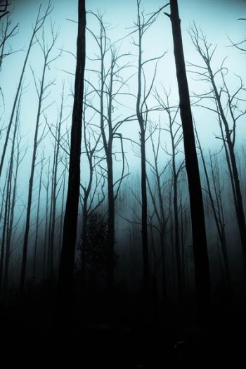 leafless trees on forest during dark sky