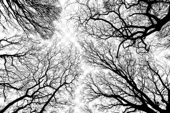 Leafless trees png nature silhouette, | Free PNG - rawpixel